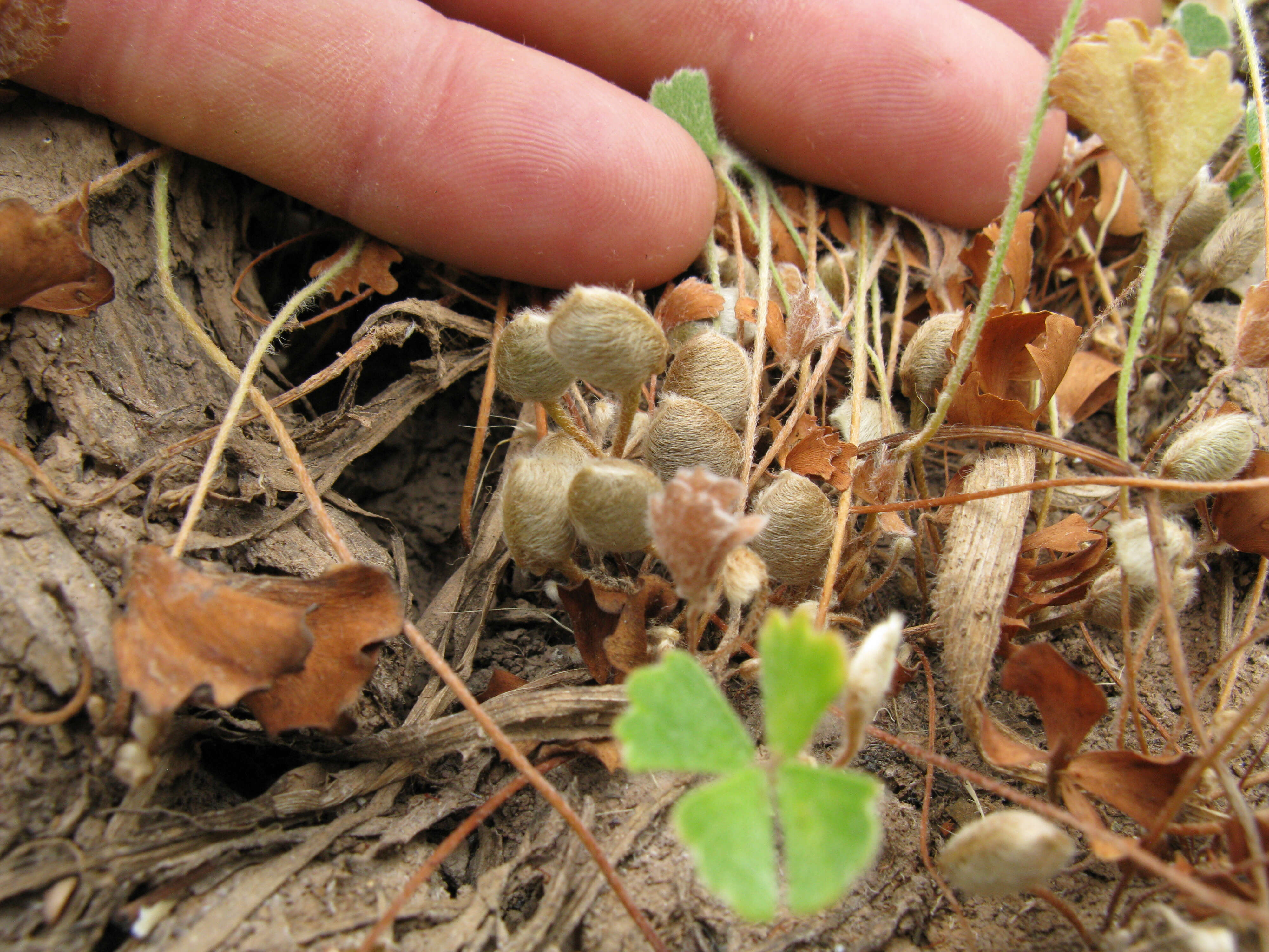 Plancia ëd Marsilea drummondii A. Br.