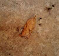 Image of Light brown apple moth