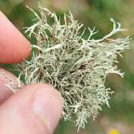 Image of farinose cartilage lichen