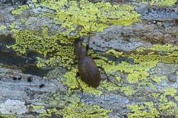 Image of Carabus (Orinocarabus) concolor Fabricius 1792