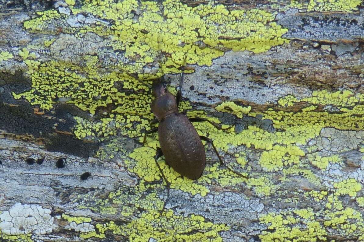 Image of Carabus (Orinocarabus) concolor Fabricius 1792