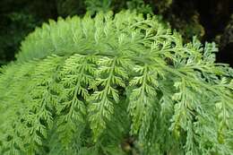 Image of Asplenium daucifolium Lam.