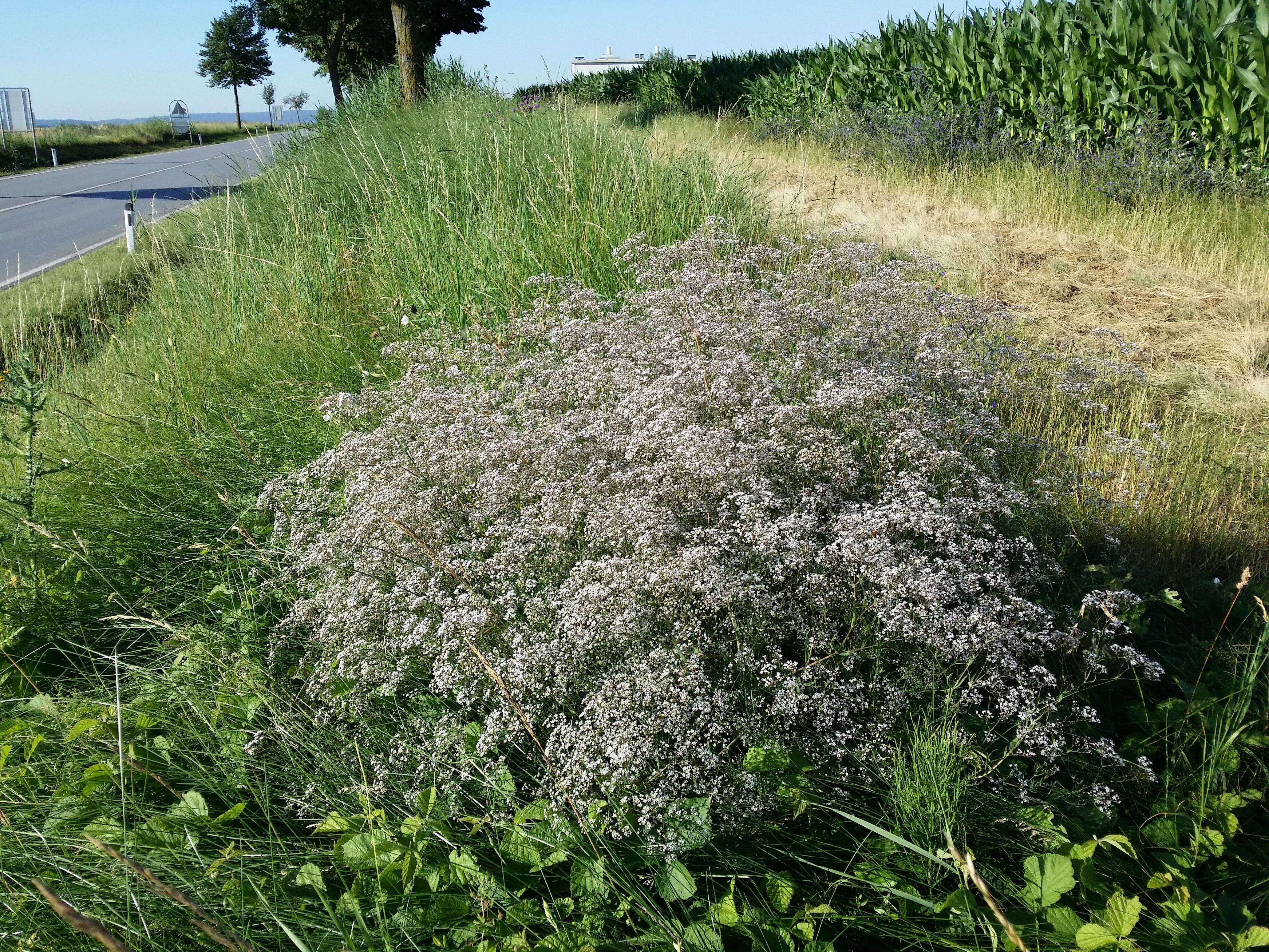 Image de Gypsophila paniculata L.