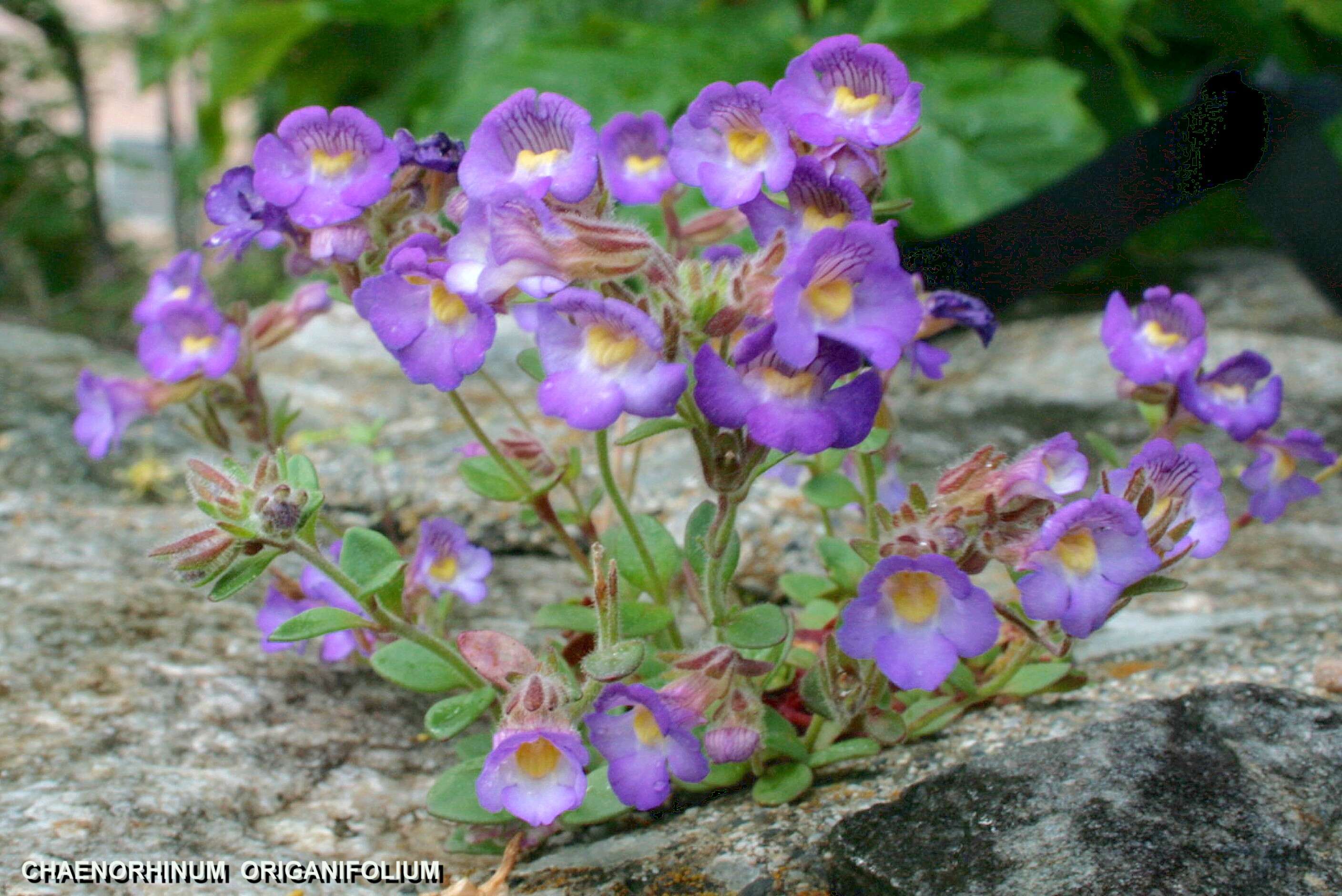 Image of Chaenorhinum origanifolium (L.) Fourr.