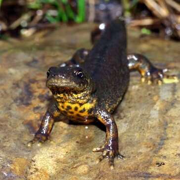 Image of Southern Crested Newt