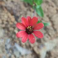 Image of Peruvian zinnia