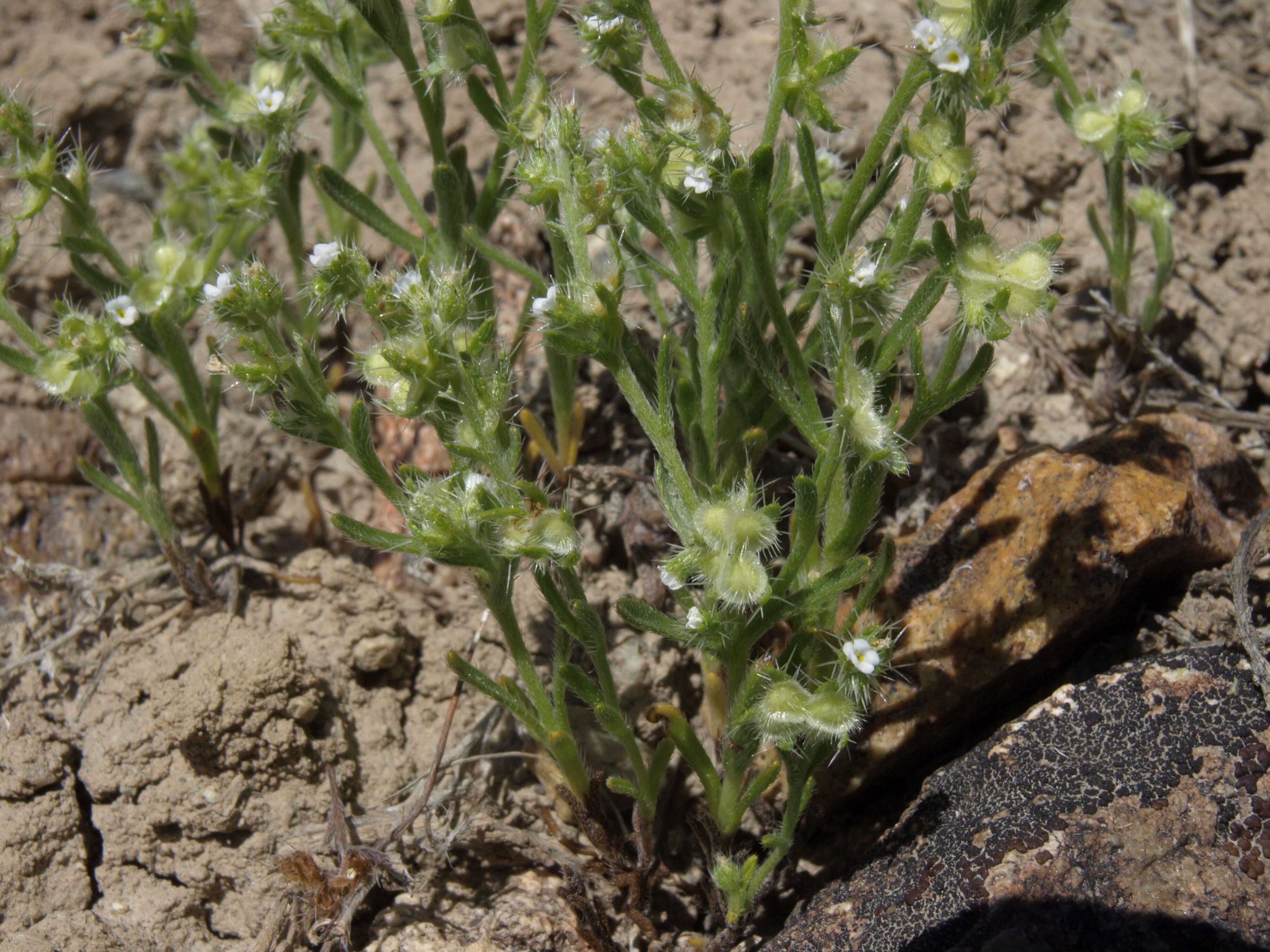 Image of moth combseed