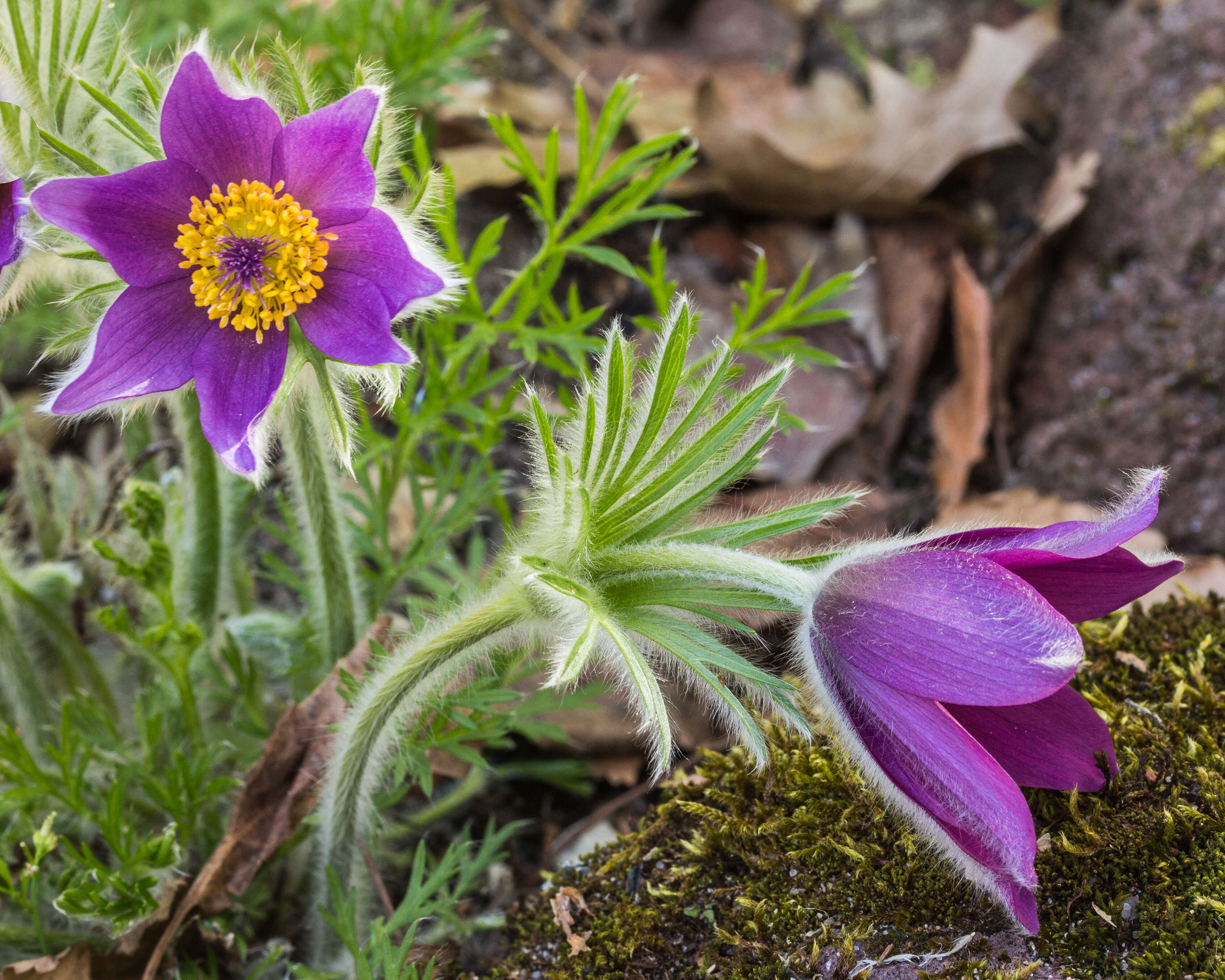 Image of pasqueflower