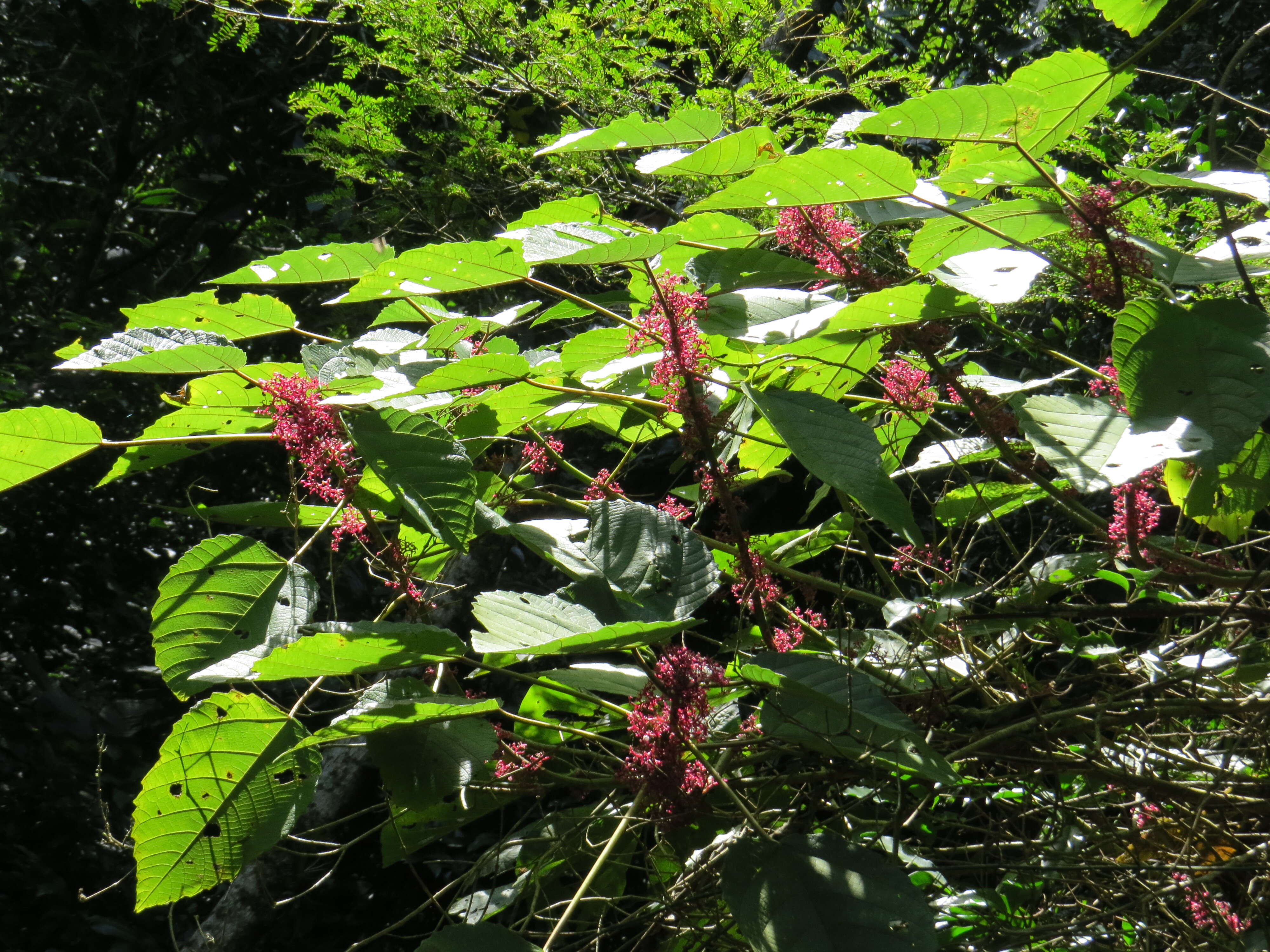 Imagem de Urera baccifera (L.) Gaud.