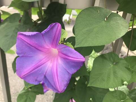 Image of whiteedge morning-glory