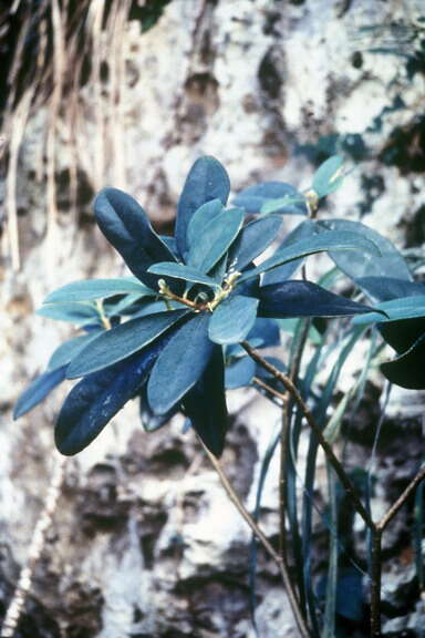 Image of daphnopsis