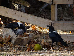 Image of Pied Crow