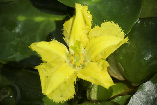 Image of yellow floatingheart