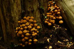 Pholiota squarrosa (Vahl) P. Kumm. 1871 resmi