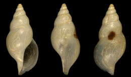 Image of Xanthodaphne imparella (Dall 1908)