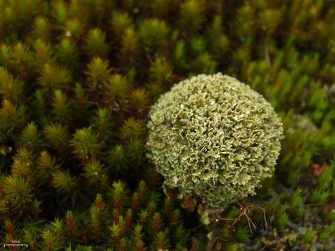 Image of Cladonia strepsilis