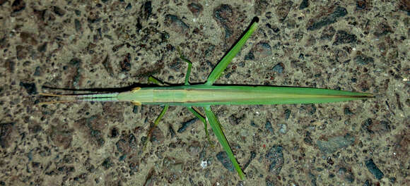 Image of slant-faced grasshopper