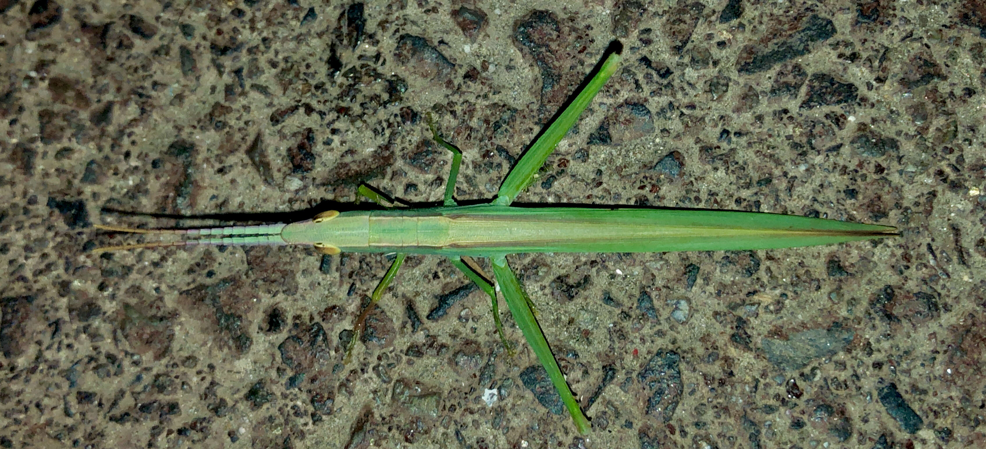 Image of slant-faced grasshopper