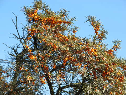 Imagem de Hippophae rhamnoides L.