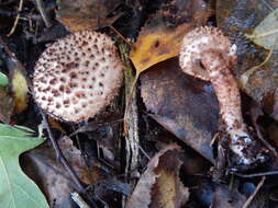 Image of Echinoderma hystrix (F. H. Møller & J. E. Lange) Bon 1991