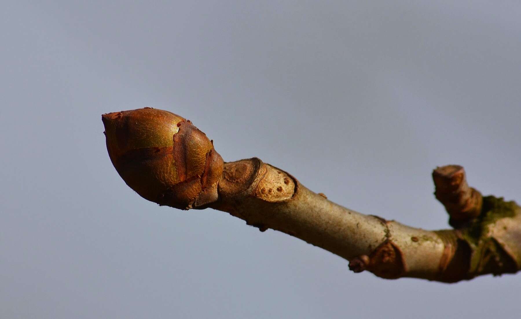 Image of red horse-chestnut