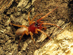 Image de Dysdera crocata C. L. Koch 1838