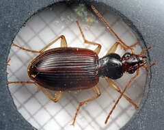 Image of Ground beetle