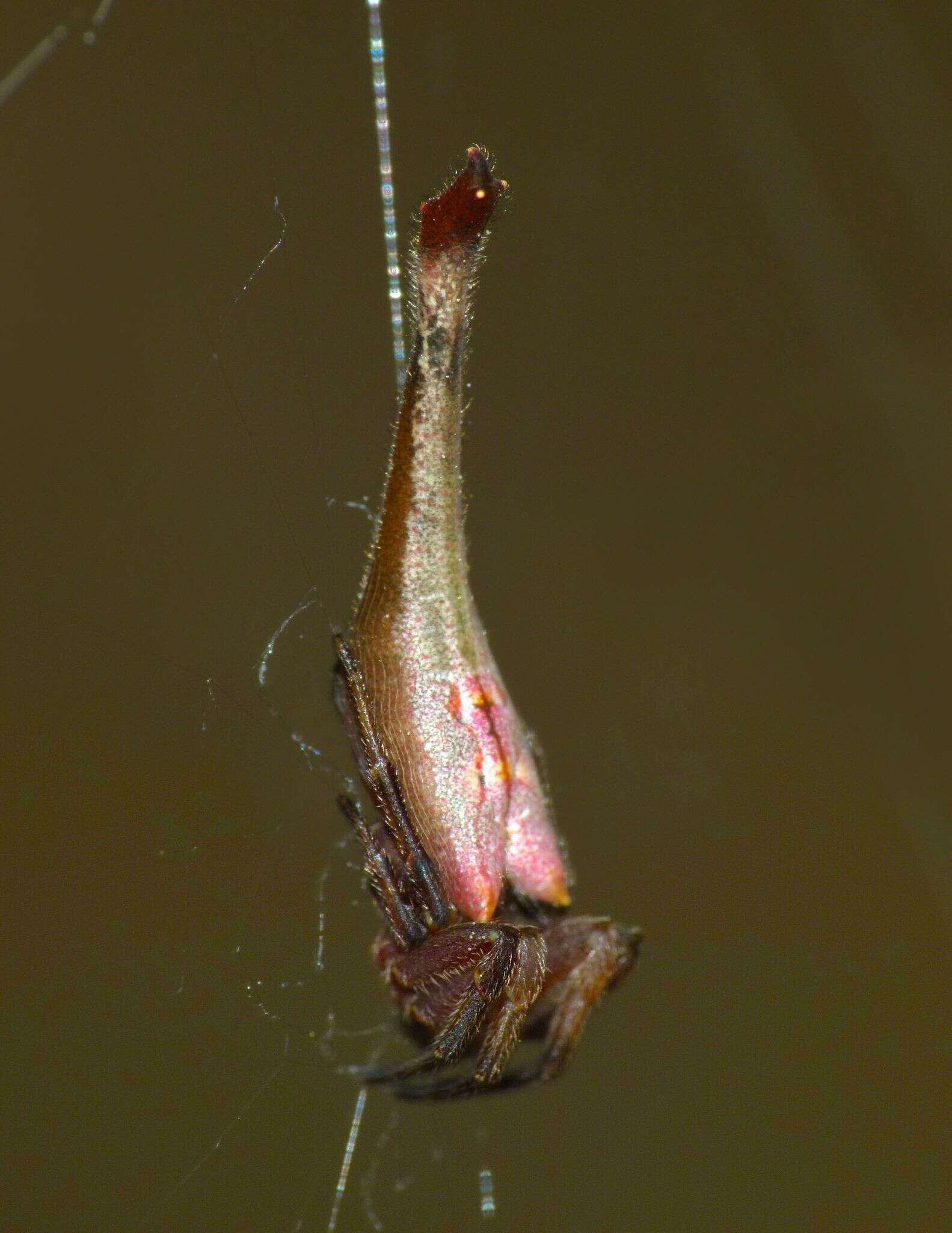 Image of Arachnura feredayi (L. Koch 1872)