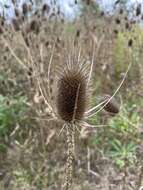 Image of Dipsacus fullonum