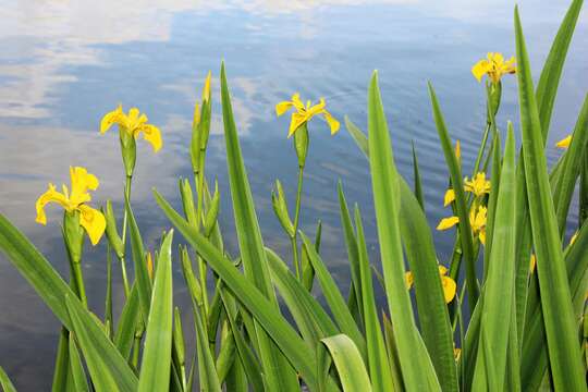 Image of yellow flag, yellow iris