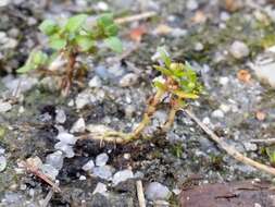 Image of water pygmyweed