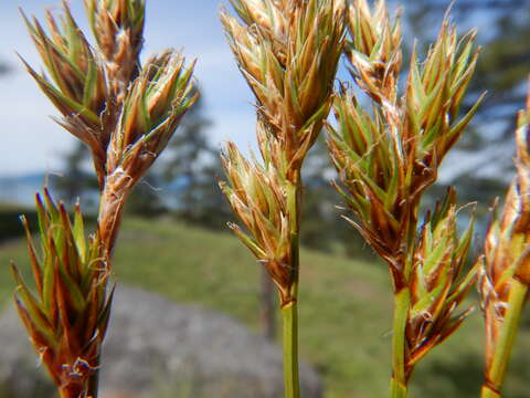 Image of Liddon sedge