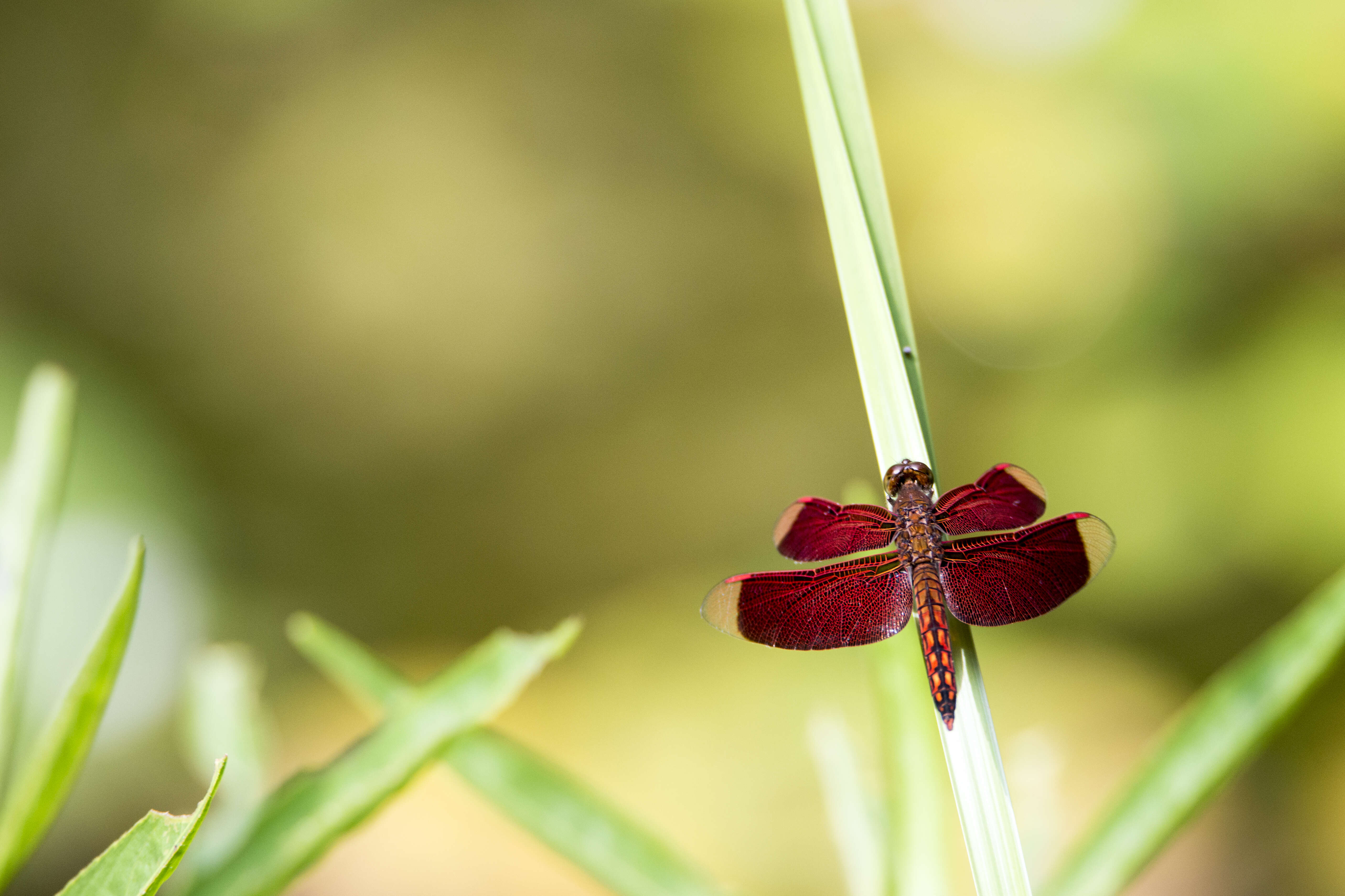 Sivun Neurothemis taiwanensis Seehausen & Dow 2016 kuva