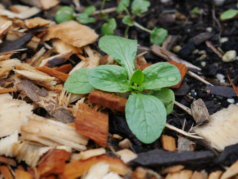 Image of Lewiston cornsalad