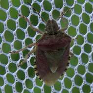 Image of sloe bug