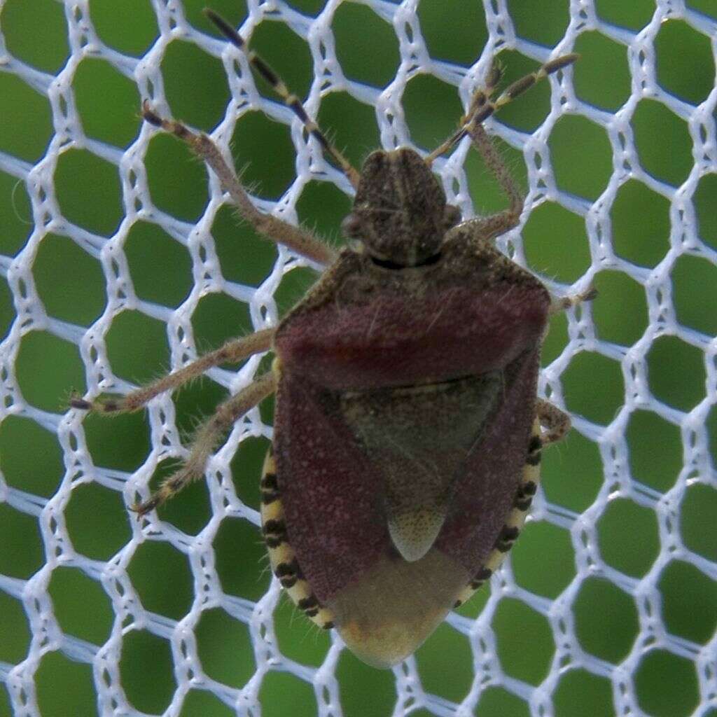 Image of sloe bug