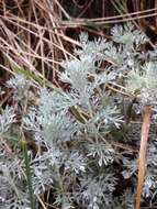 Image of Artemisia austriaca Jacq.