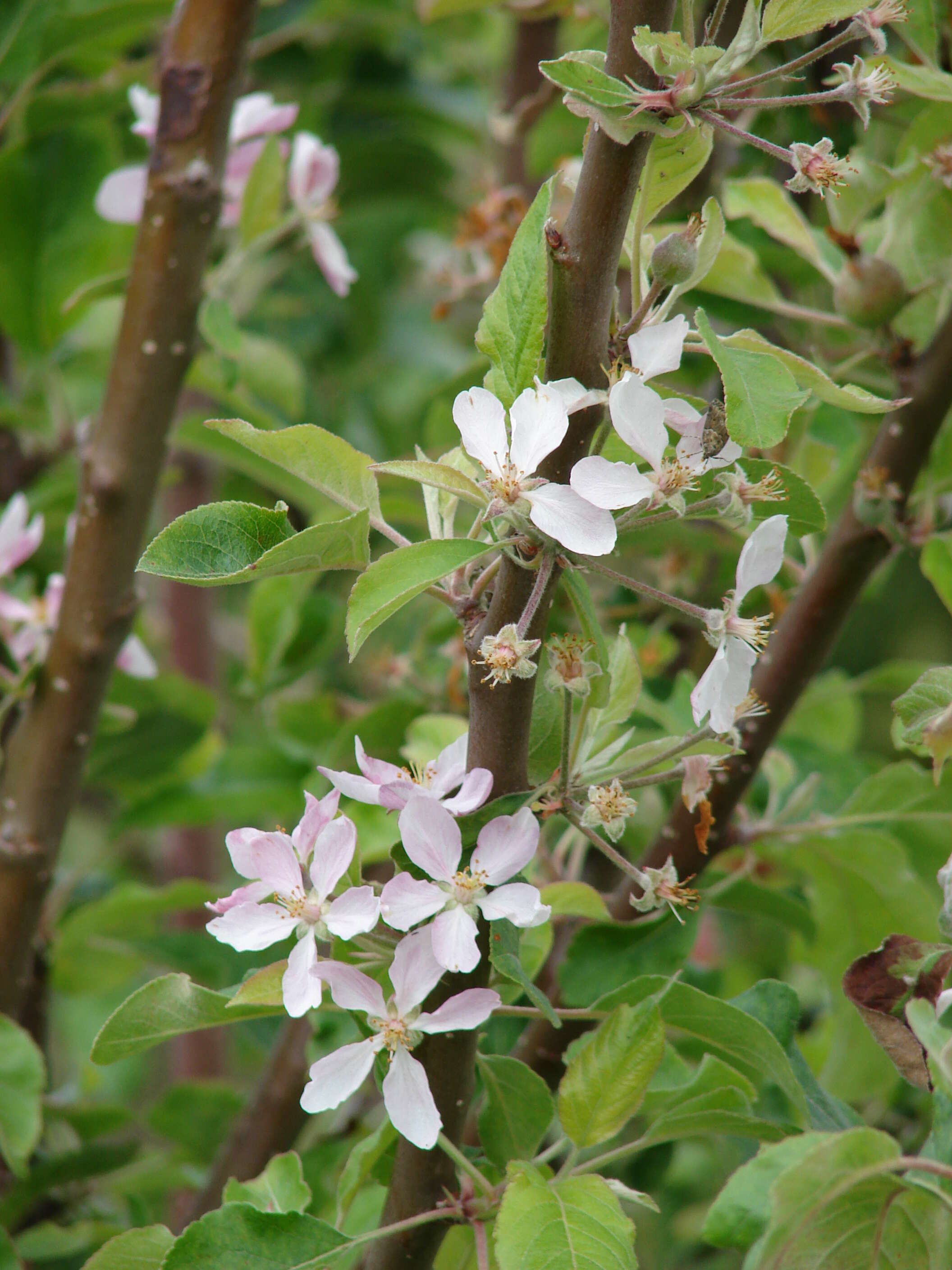 Image of paradise apple