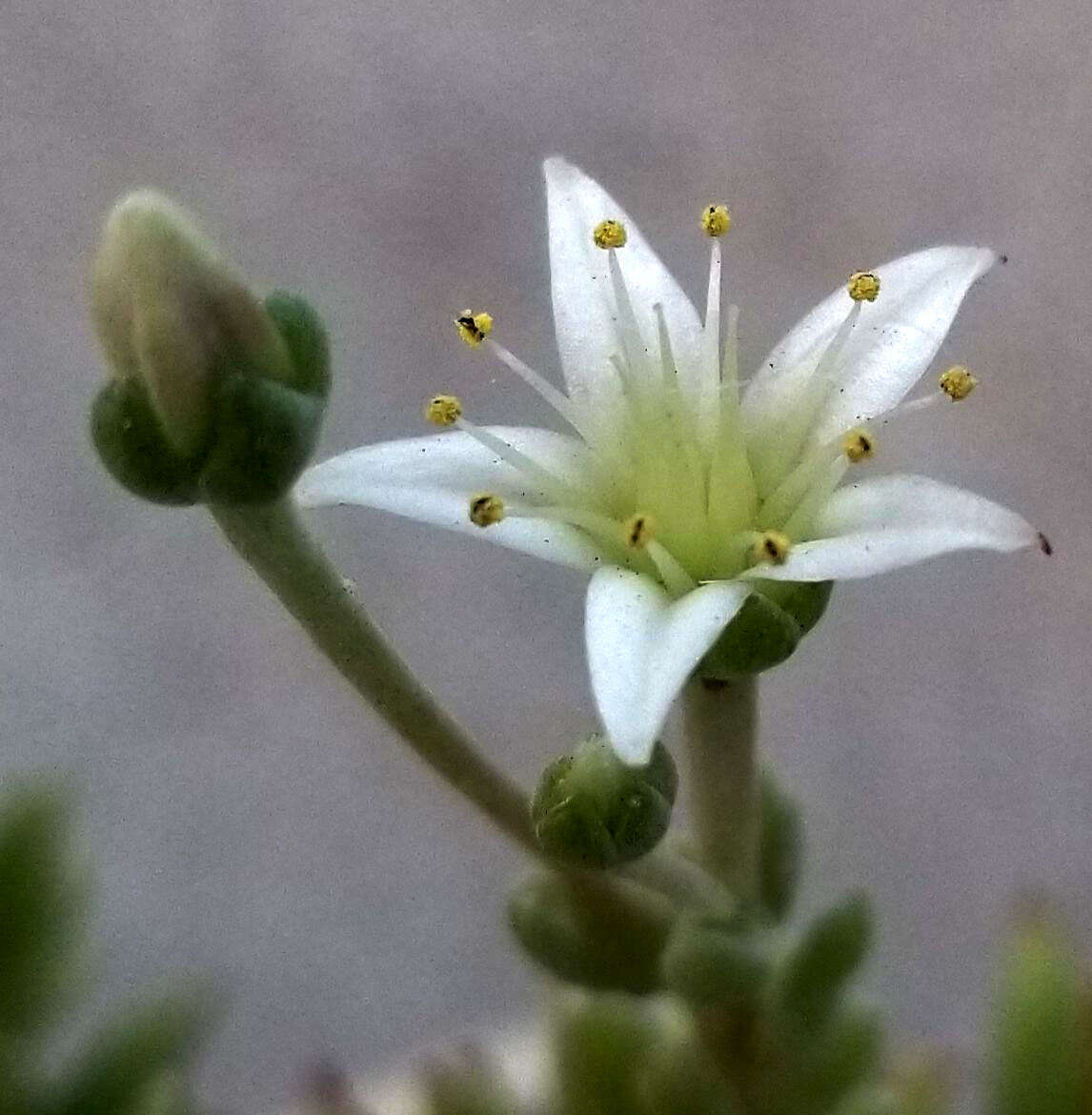 Imagem de Dudleya anomala (Davidson) Moran