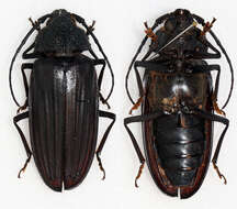 Image of Navosoma