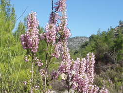 Image of heather