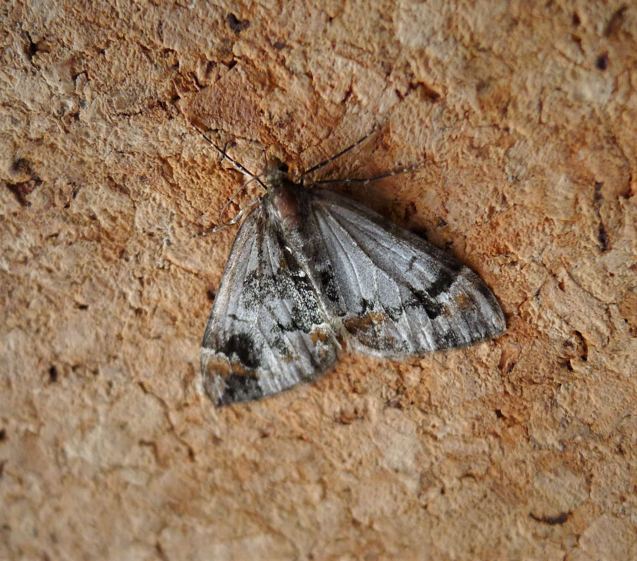 Image of common marbled carpet