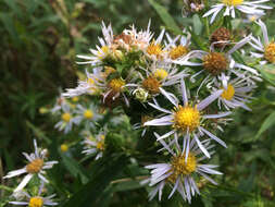 Image of purplestem aster