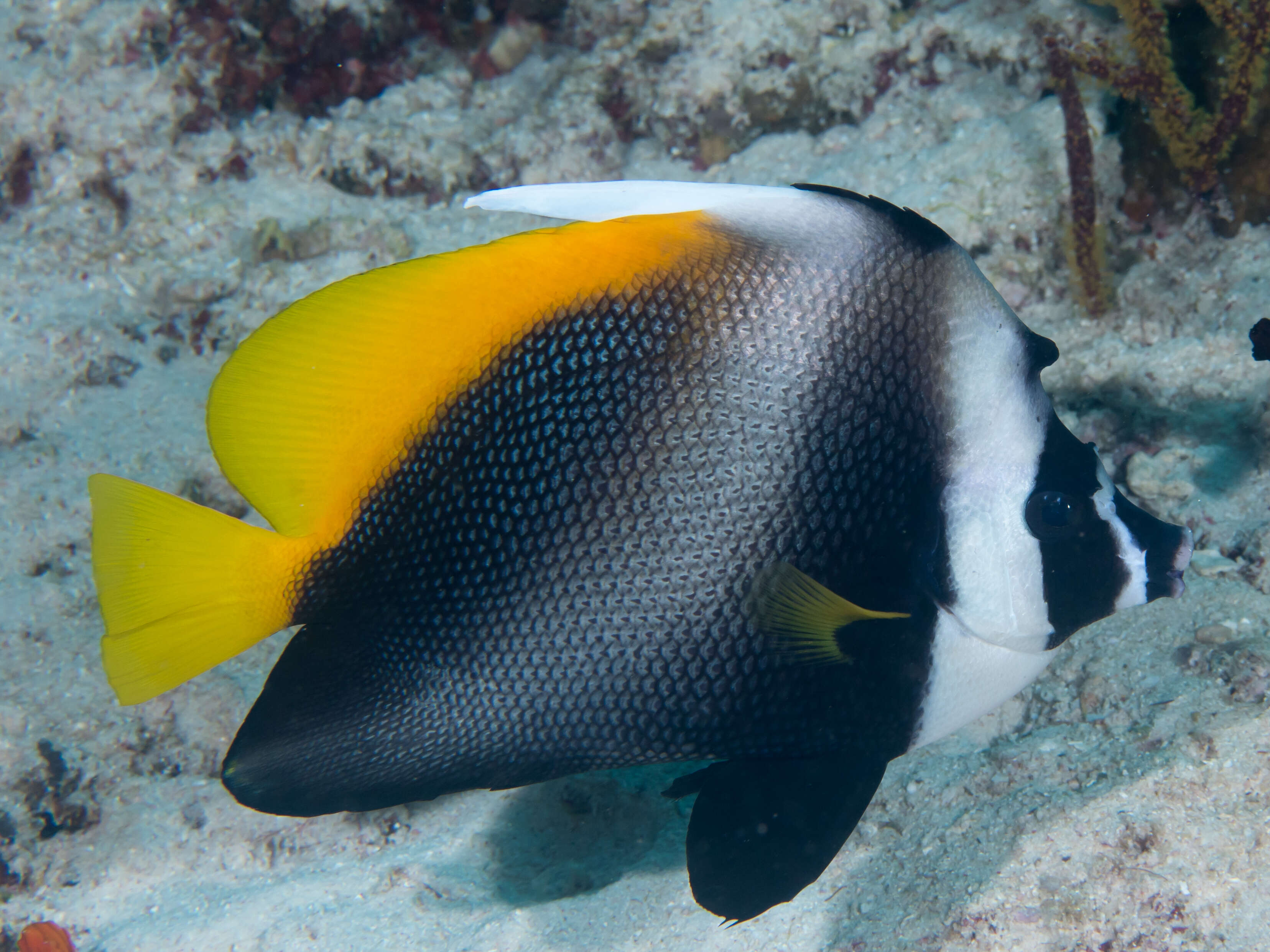 Image of Singular Bannerfish