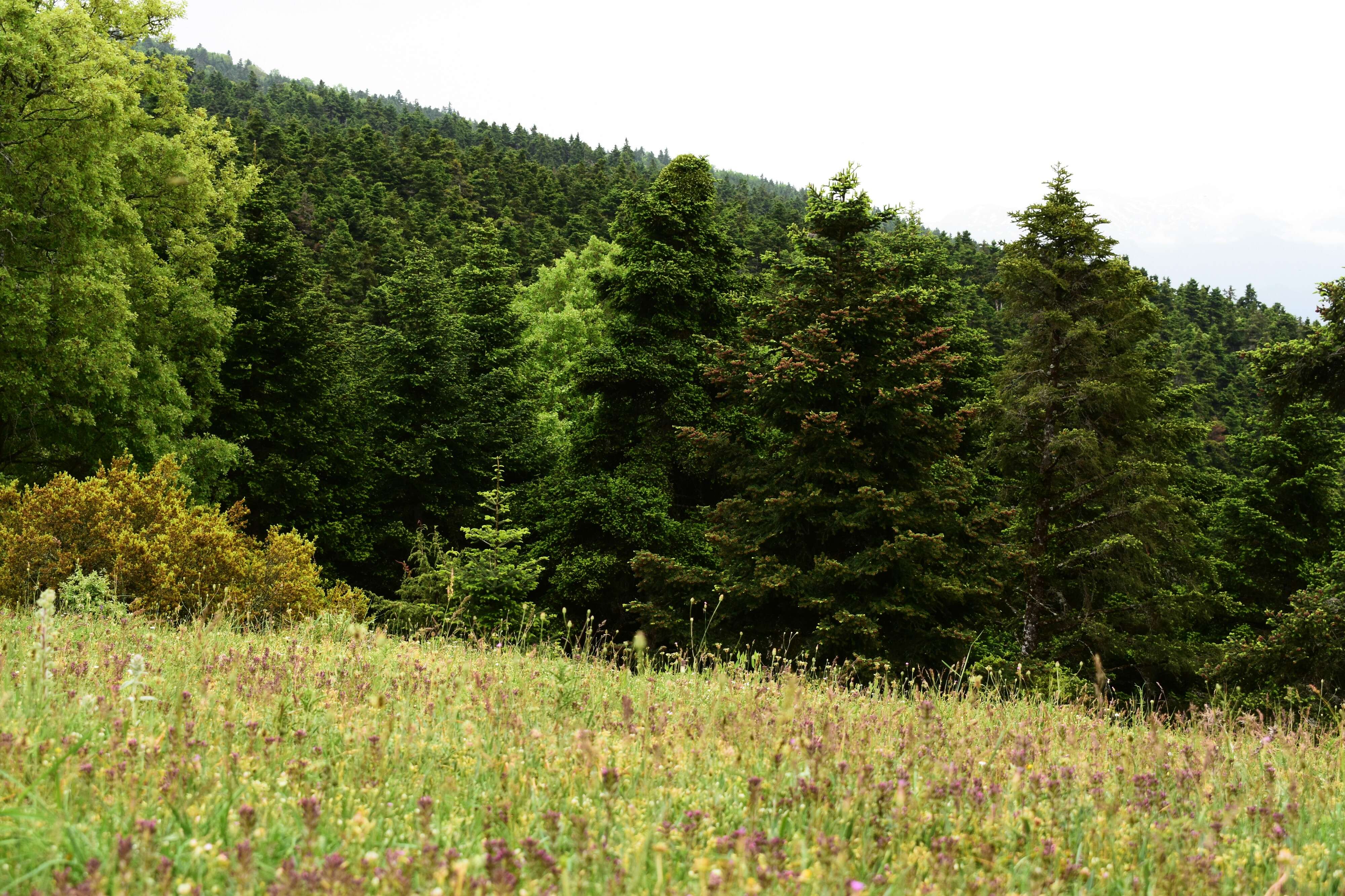 Image of Grecian Fir