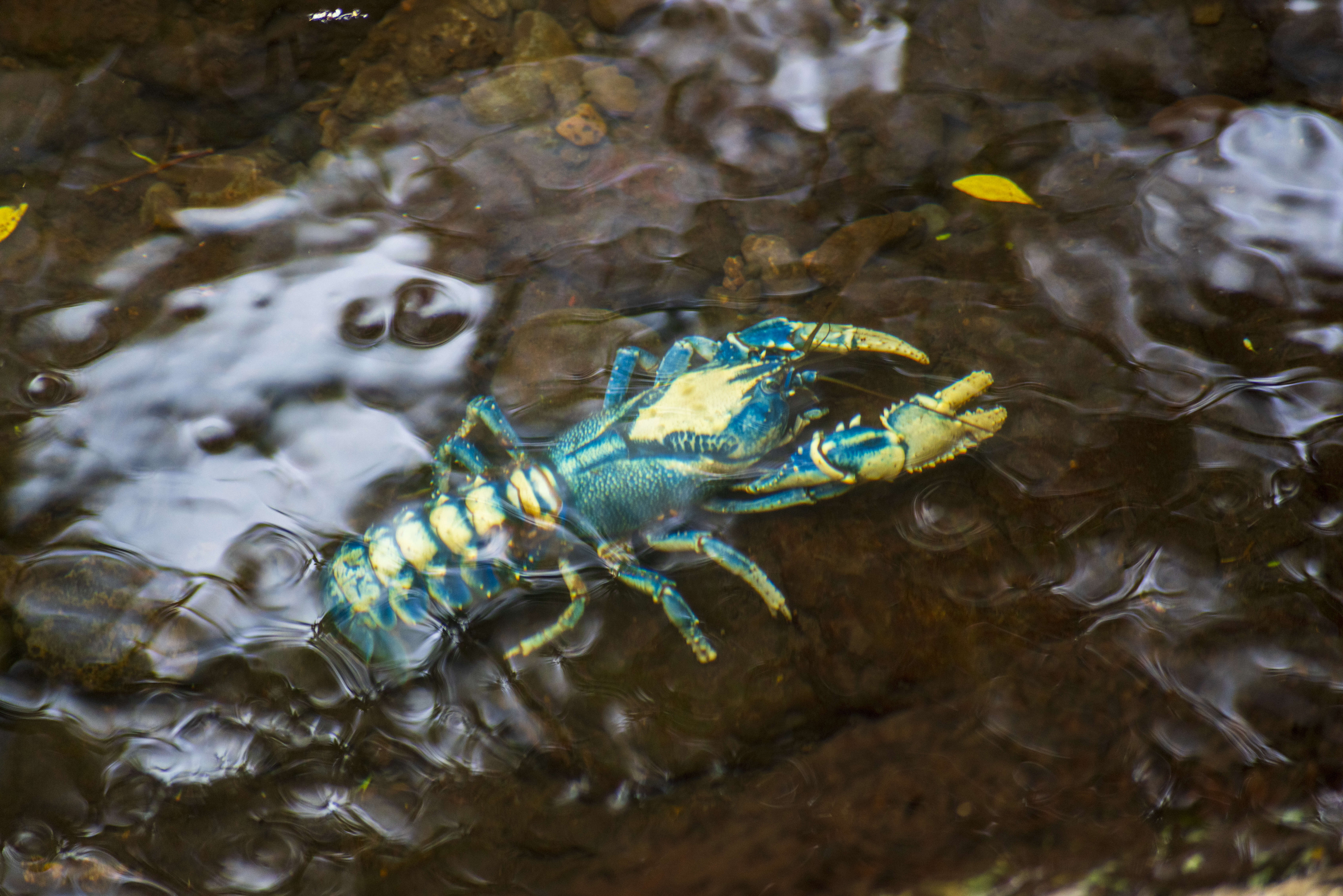 Image of Euastacus sulcatus