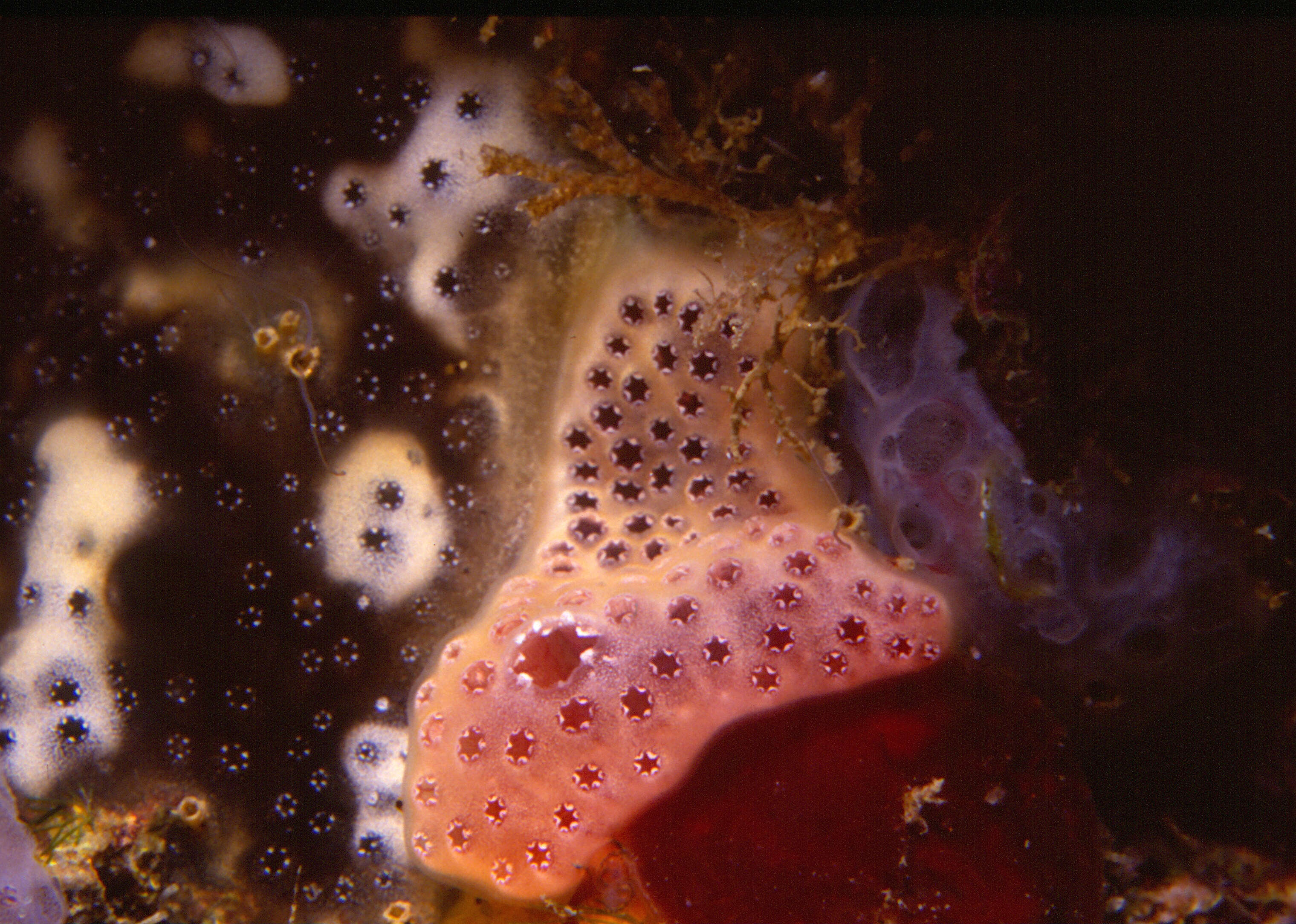 Image of Brown bryozoan