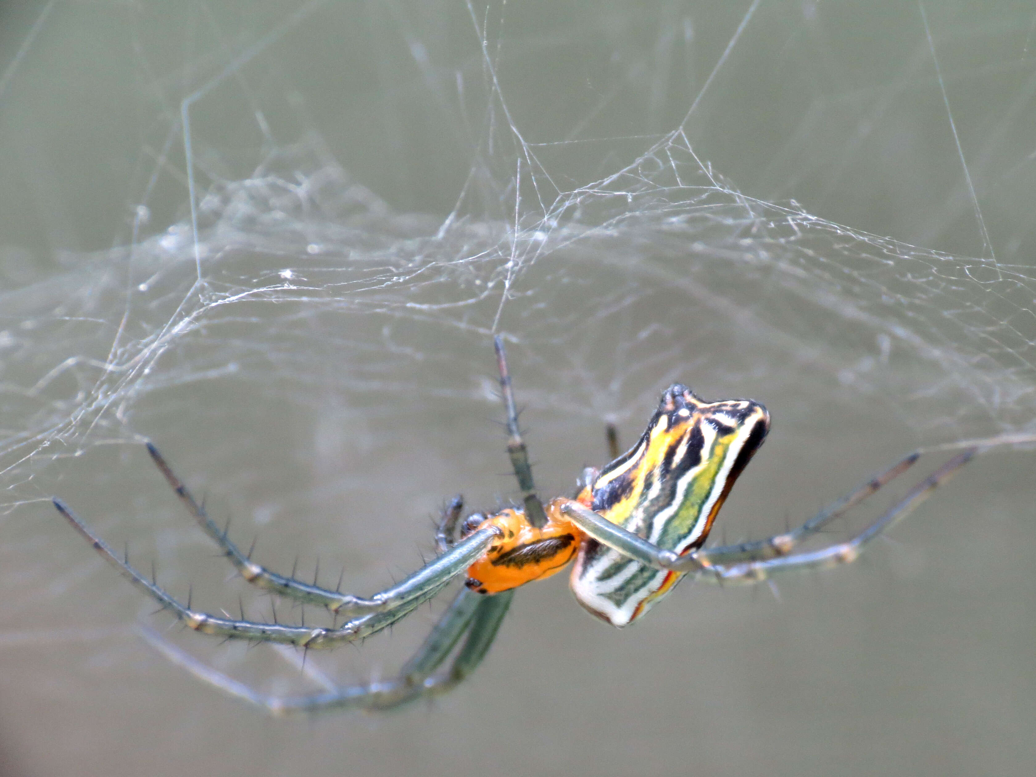 Image of Basilica Orbweaver