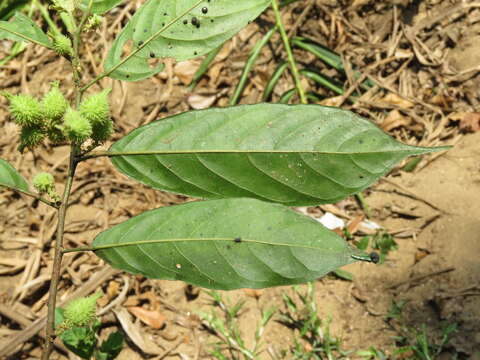 Image of Aporosa bourdillonii Stapf