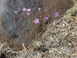 Image of showy gilia